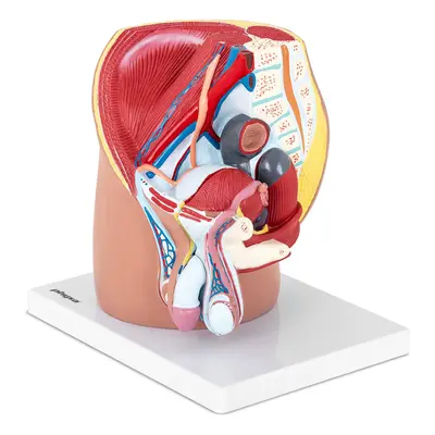 Maquette anatomique bassin et appareil génital masculin - En 4 parties - Grandeur nature | physa