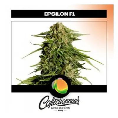 Seed Auto F1 Hybrids Epsilon - Royal Queen Seeds x1 - Graines de Cannabis de Collection