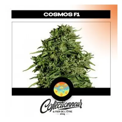 Seed Auto F1 Hybrids Cosmos - Royal Queen Seeds x1 - Graines de Cannabis de Collection