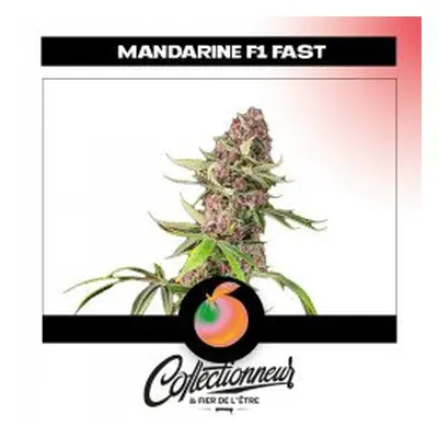 Seed Fem Red Mandarine F1 Fast Version - Sweet Seeds x5 - Graines de Cannabis de Collection