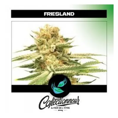 Seed Reg Friesland - Super Sativa Seed Club x24 - Graines de Cannabis de Collection