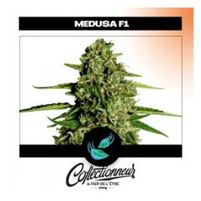 Seed Auto F1 Hybrids Medusa - Royal Queen Seeds x1 - Graines de Cannabis de Collection