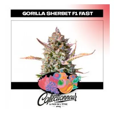 Seed Fem Gorilla Sherbet F1 Fast Version - Sweet Seeds x3 - Graines de Cannabis de Collection