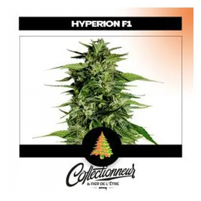 Seed Auto F1 Hybrids Hyperion - Royal Queen Seeds x1 - Graines de Cannabis de Collection