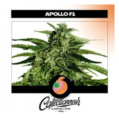 Seed Auto F1 Hybrids Apollo - Royal Queen Seeds x1 - Graines de Cannabis de Collection