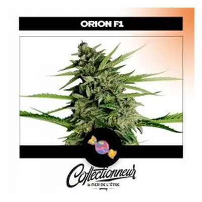 Seed Auto F1 Hybrids Orion - Royal Queen Seeds x1 - Graines de Cannabis de Collection