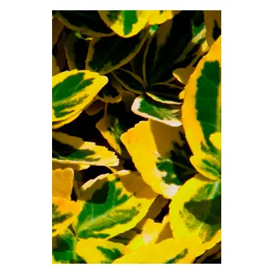 10 Fusains Emerald 'Gold' - Haie Fusain Gold - Hauteur livrée 20-40 cm